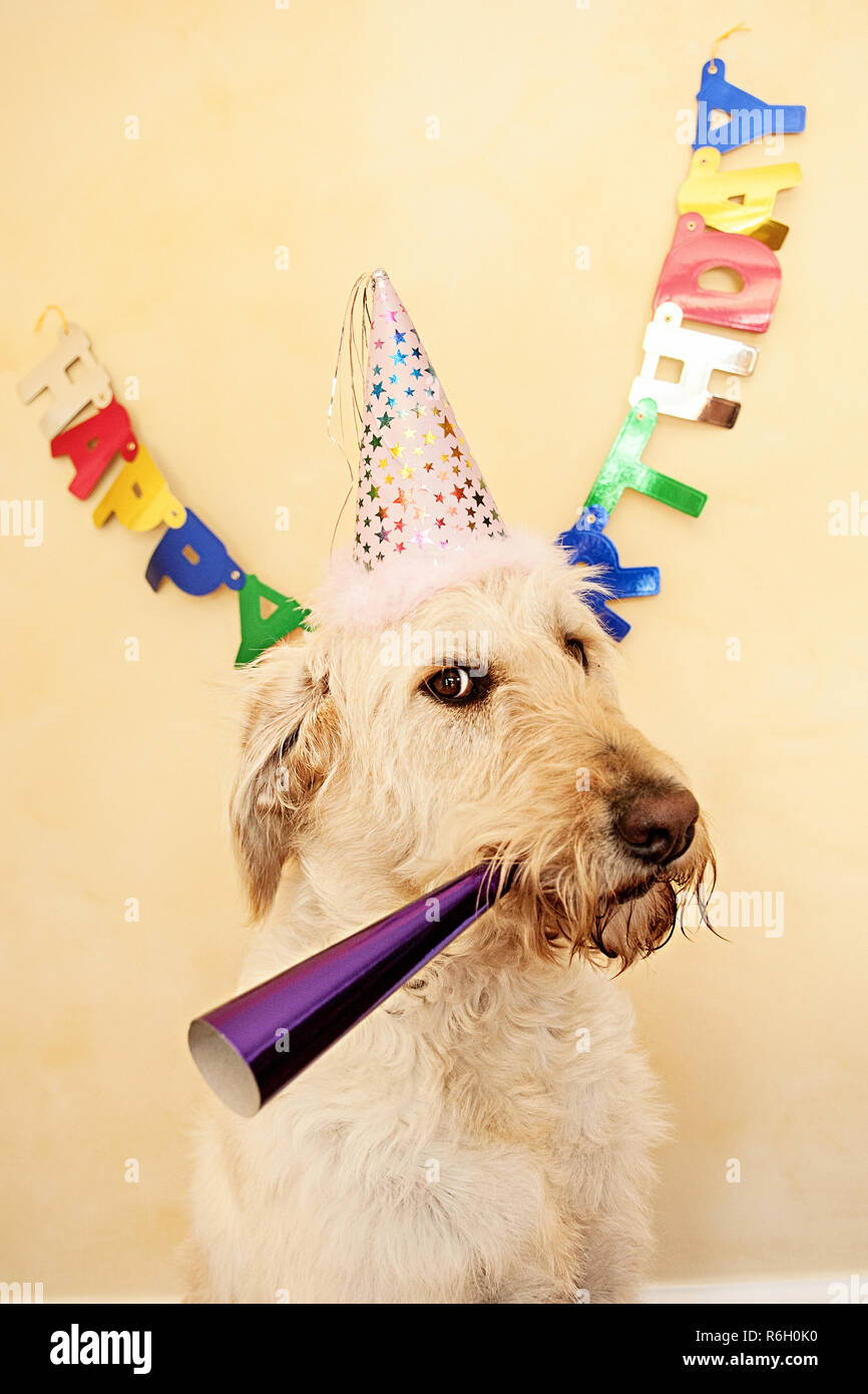 Labradoodle celebrating birthday Stock Photo - Alamy