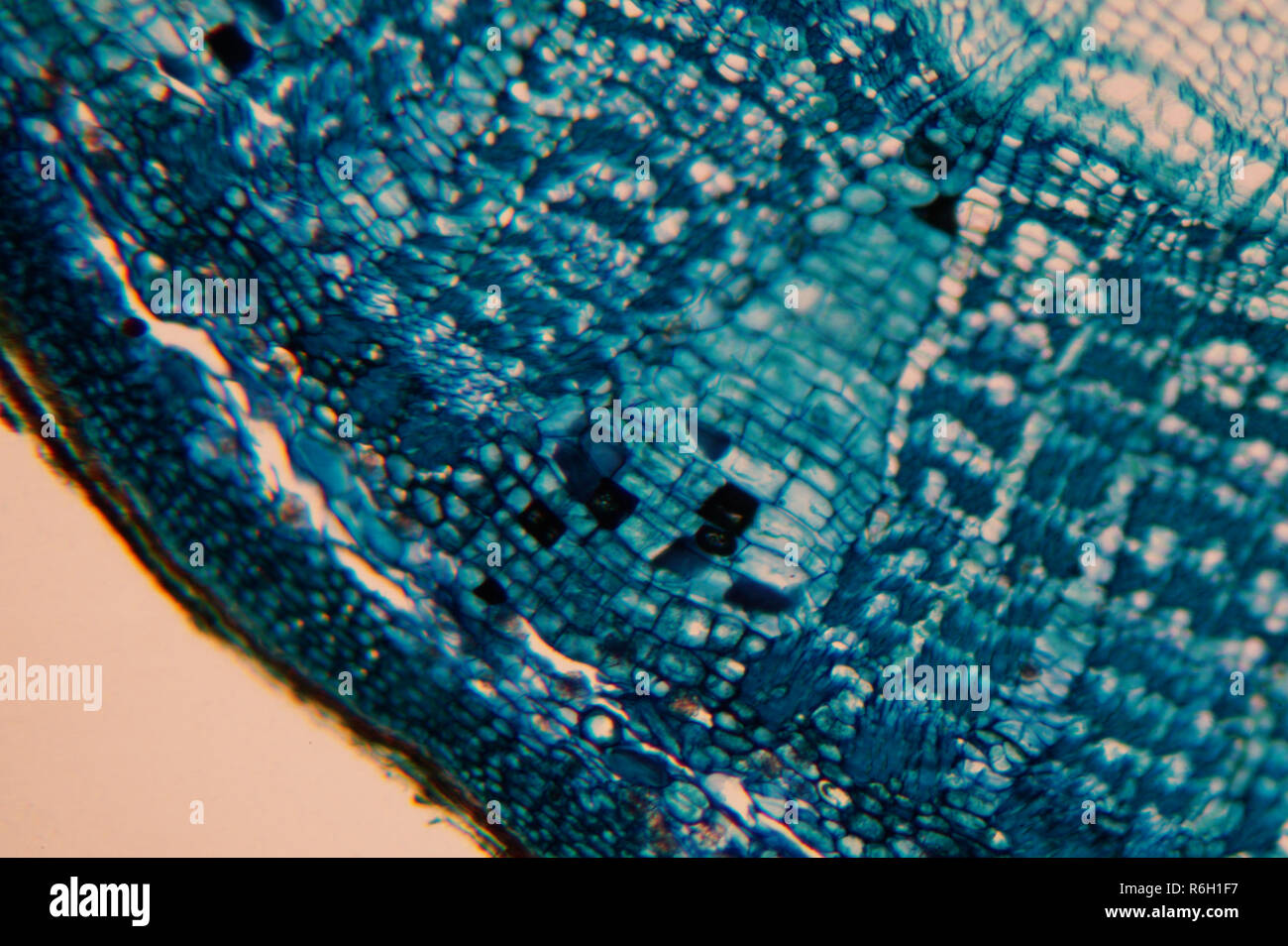 Cell of a living organism in the microscope Stock Photo