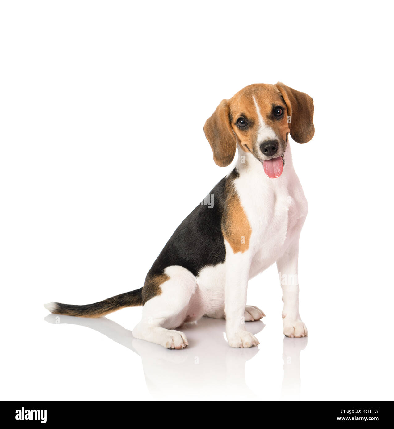three color beagle dog isolated on white background Stock Photo - Alamy