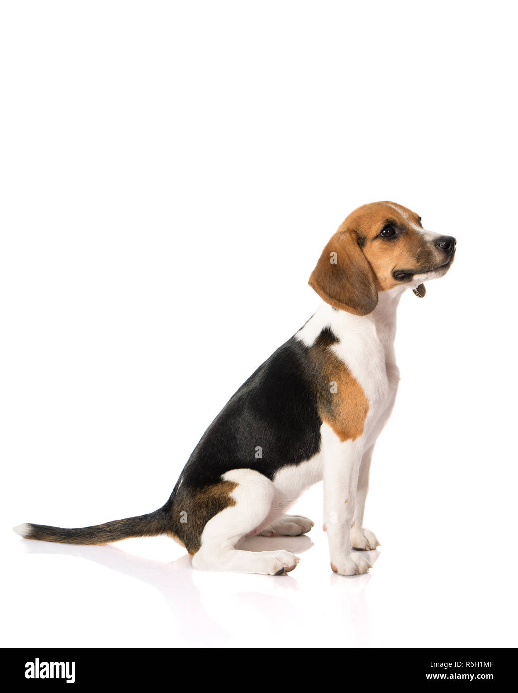 three color beagle dog isolated on white background Stock Photo - Alamy