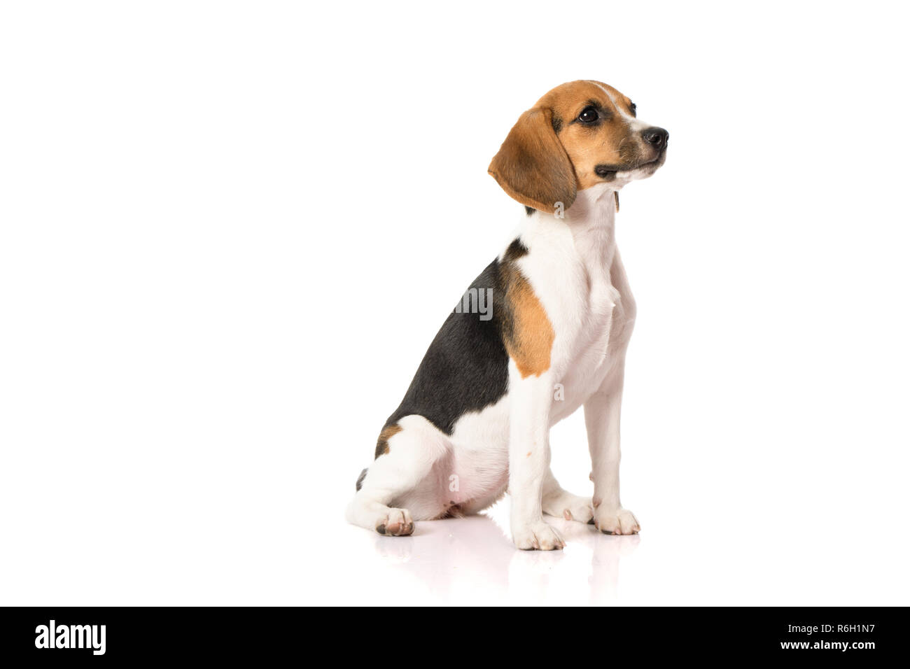 three color beagle dog isolated on white background Stock Photo - Alamy