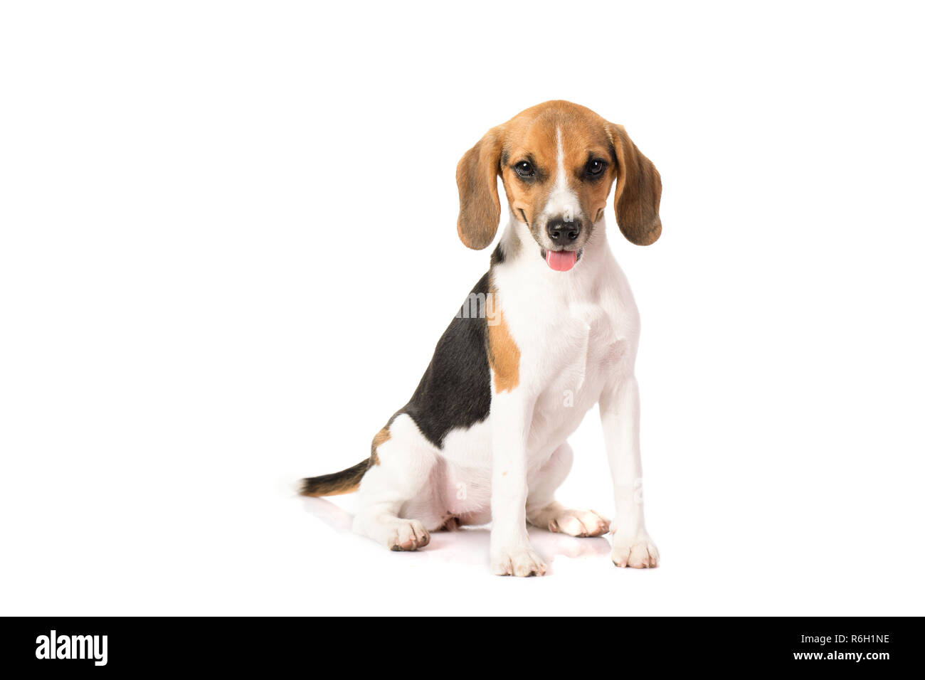 Why Does My Beagle Harrier Itch