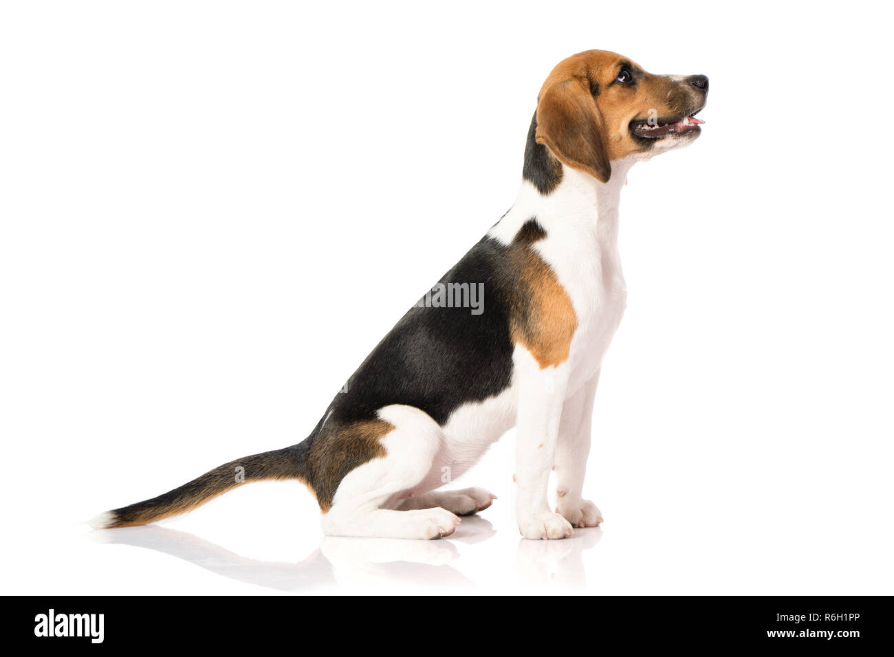 three color beagle dog isolated on white background Stock Photo - Alamy