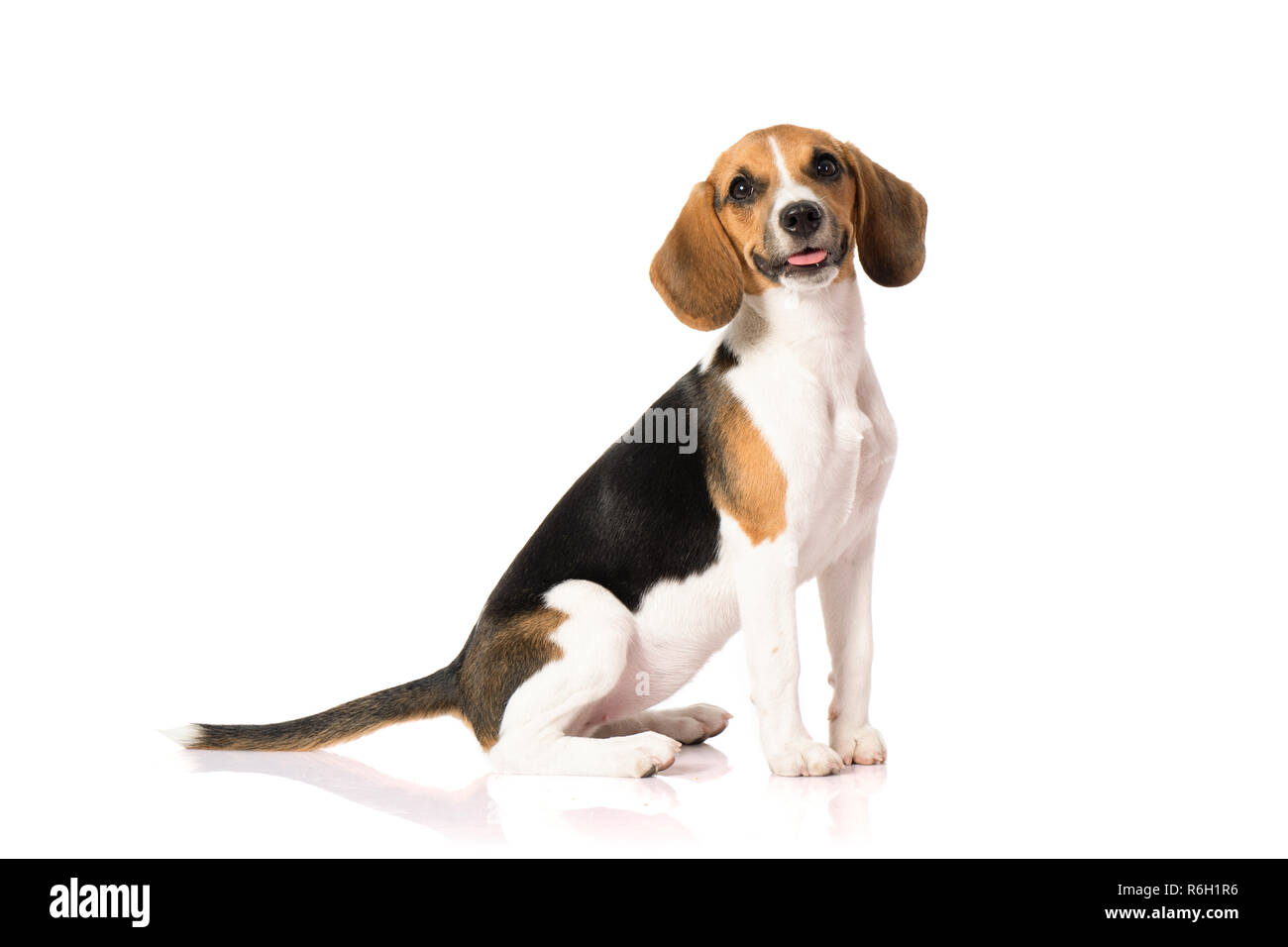three color beagle dog isolated on white background Stock Photo - Alamy