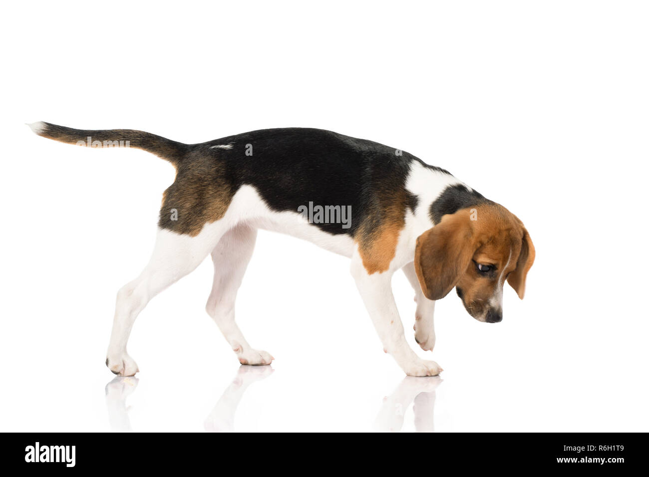 three color beagle dog isolated on white background Stock Photo - Alamy