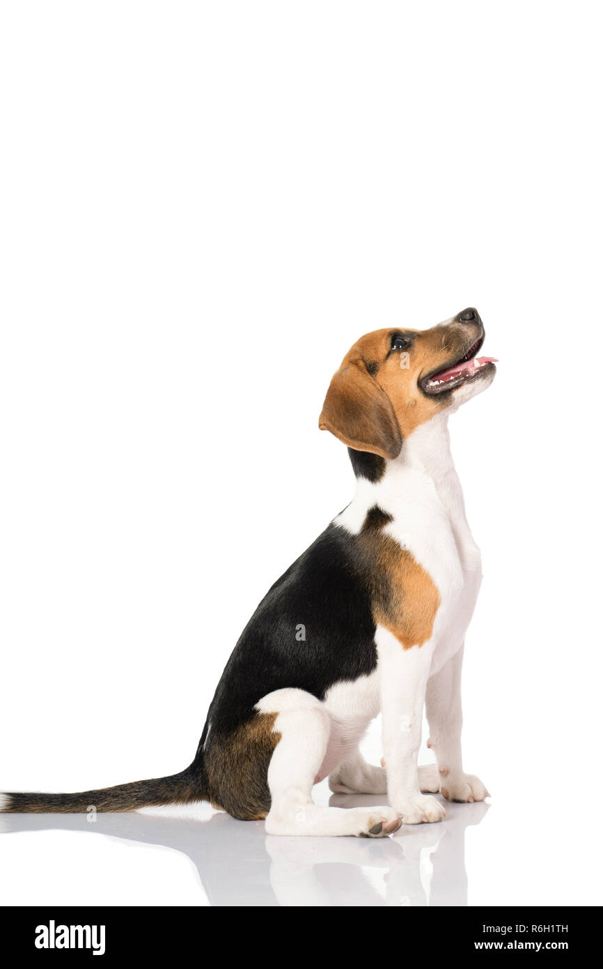three color beagle dog isolated on white background Stock Photo - Alamy