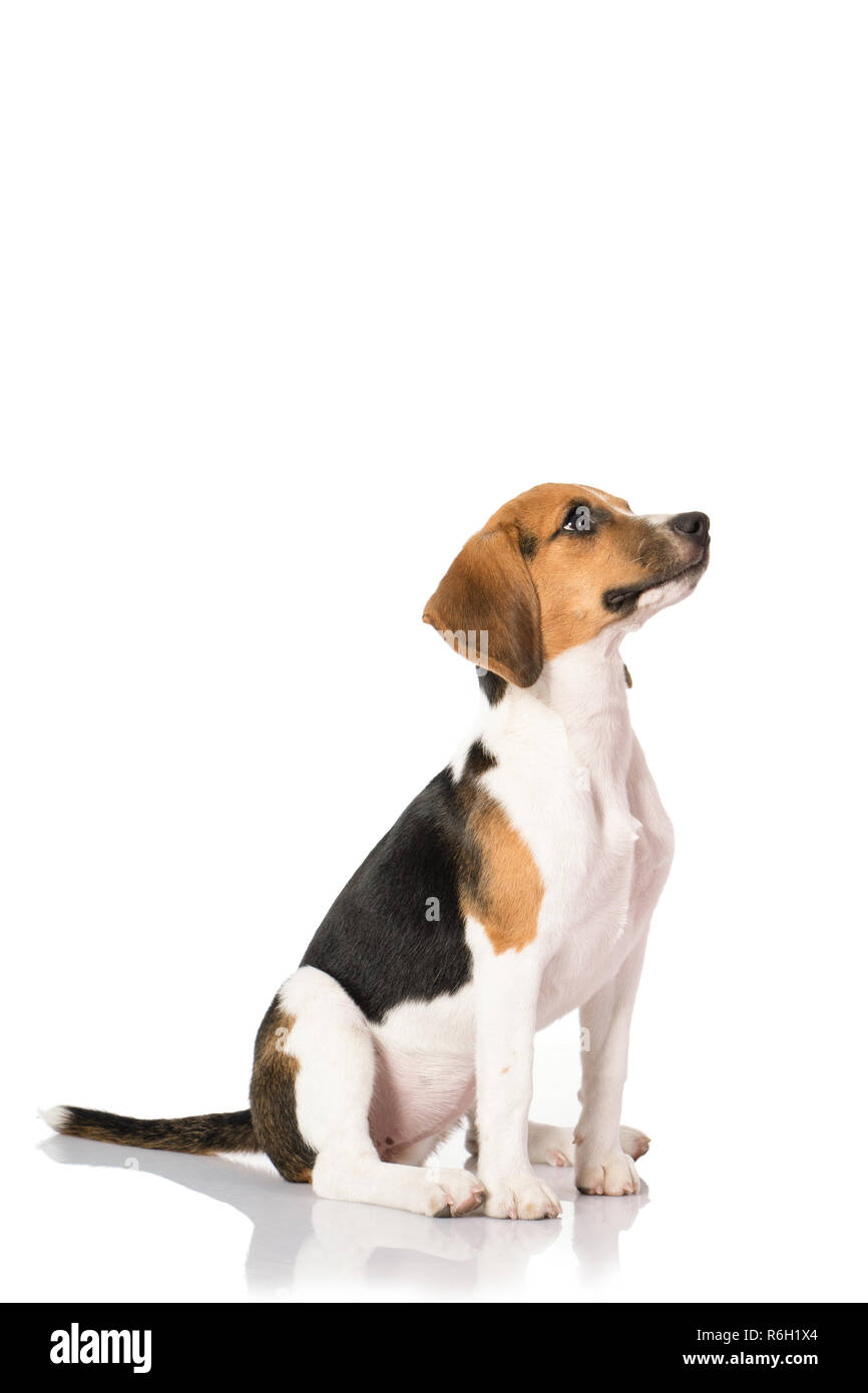 three color beagle dog isolated on white background Stock Photo - Alamy