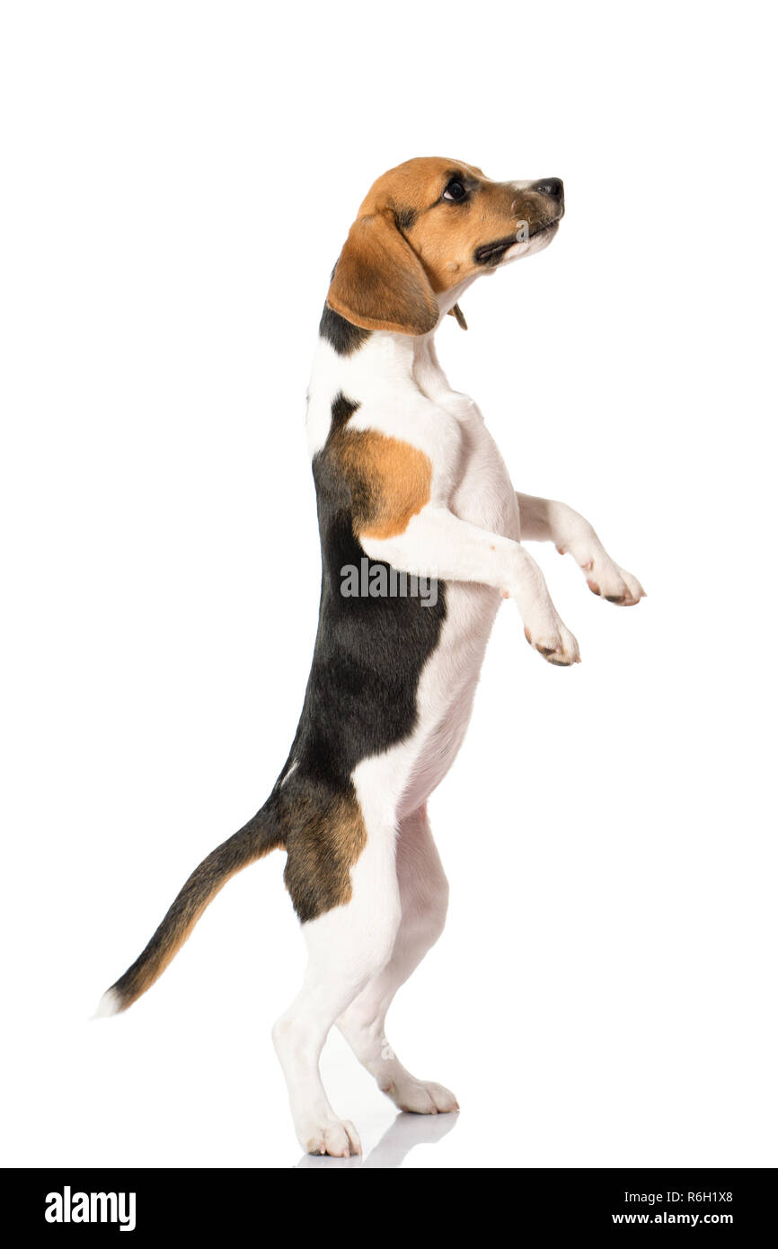 three color beagle dog isolated on white background Stock Photo - Alamy
