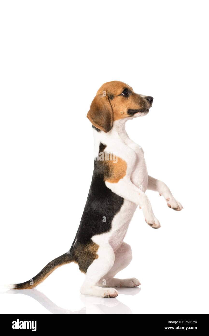 three color beagle dog isolated on white background Stock Photo - Alamy