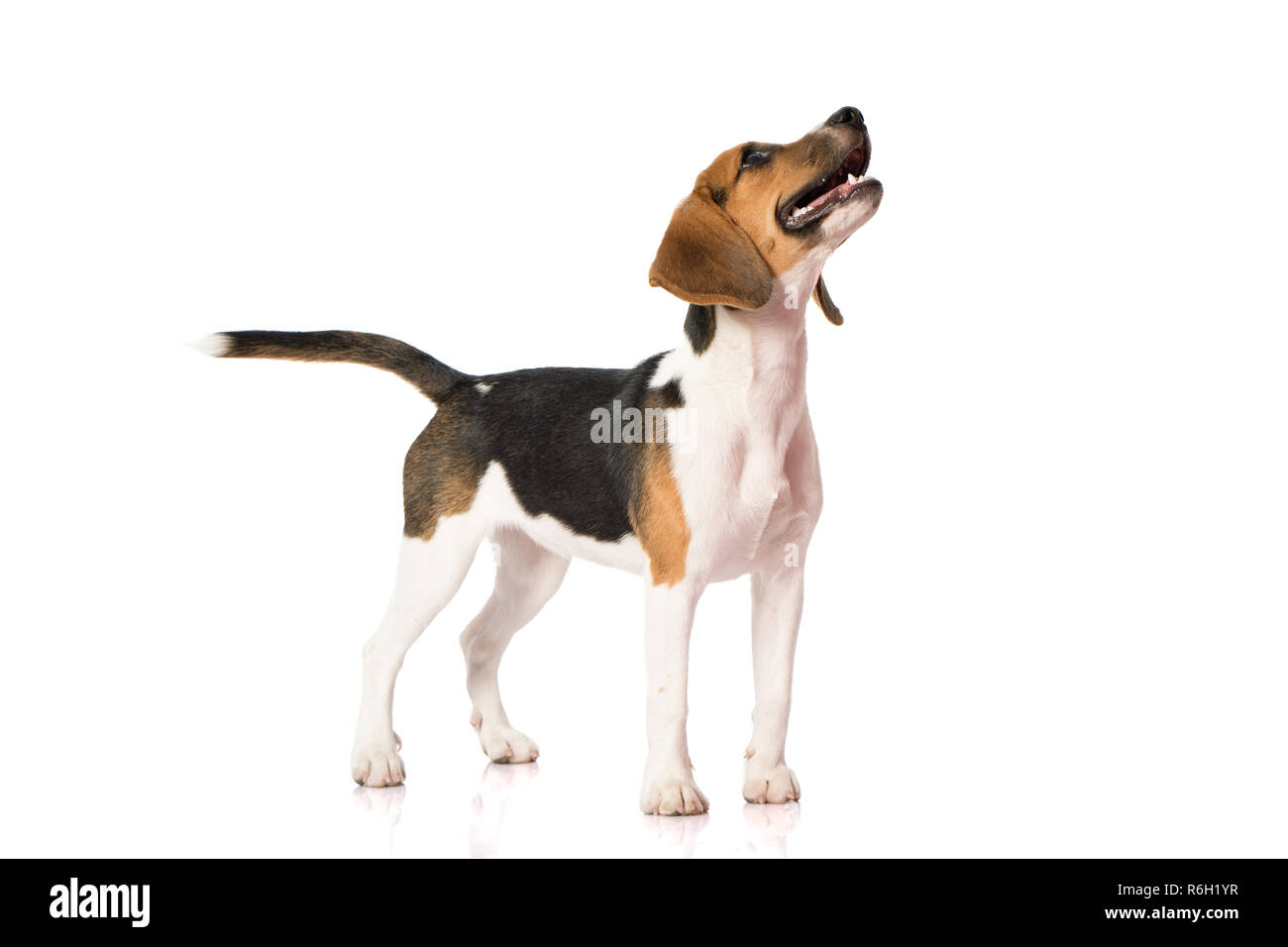 three color beagle dog isolated on white background Stock Photo - Alamy