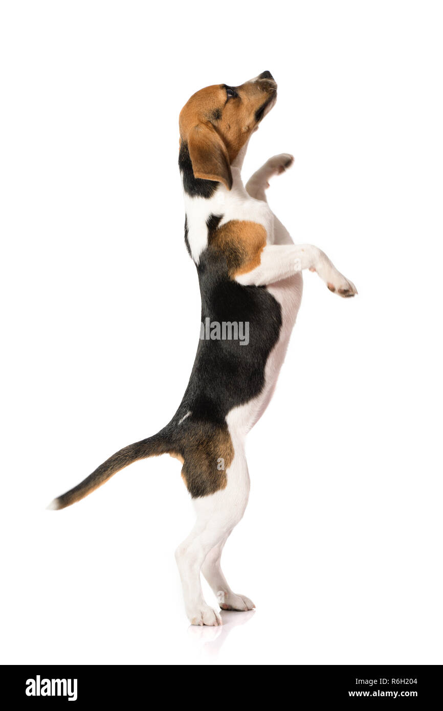 three color beagle dog isolated on white background Stock Photo - Alamy