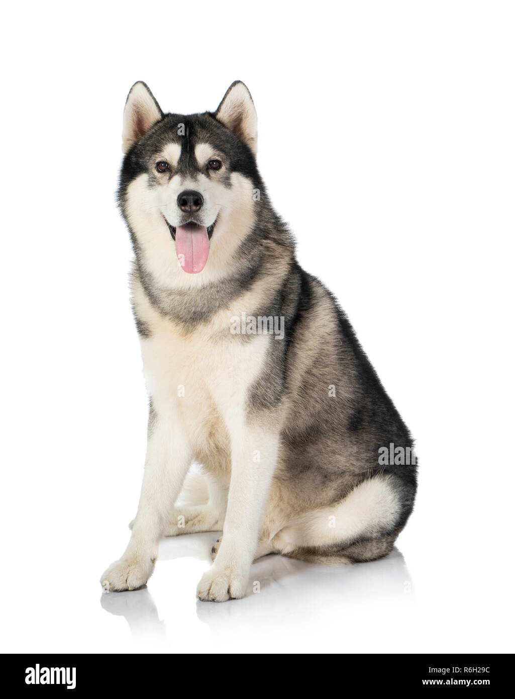 portrait of black and white siberian Husky dog isolated on white