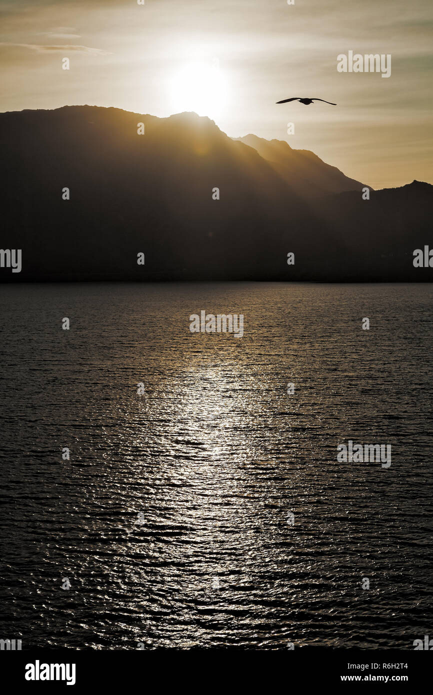 Seagull backlit sun flies hi-res stock photography and images - Alamy
