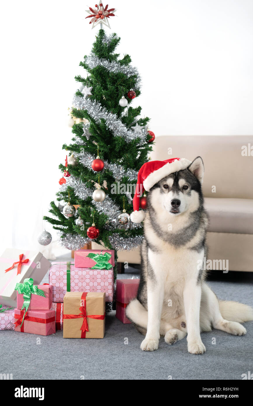 portrait of white siberian Husky dog with christmas tree Stock ...