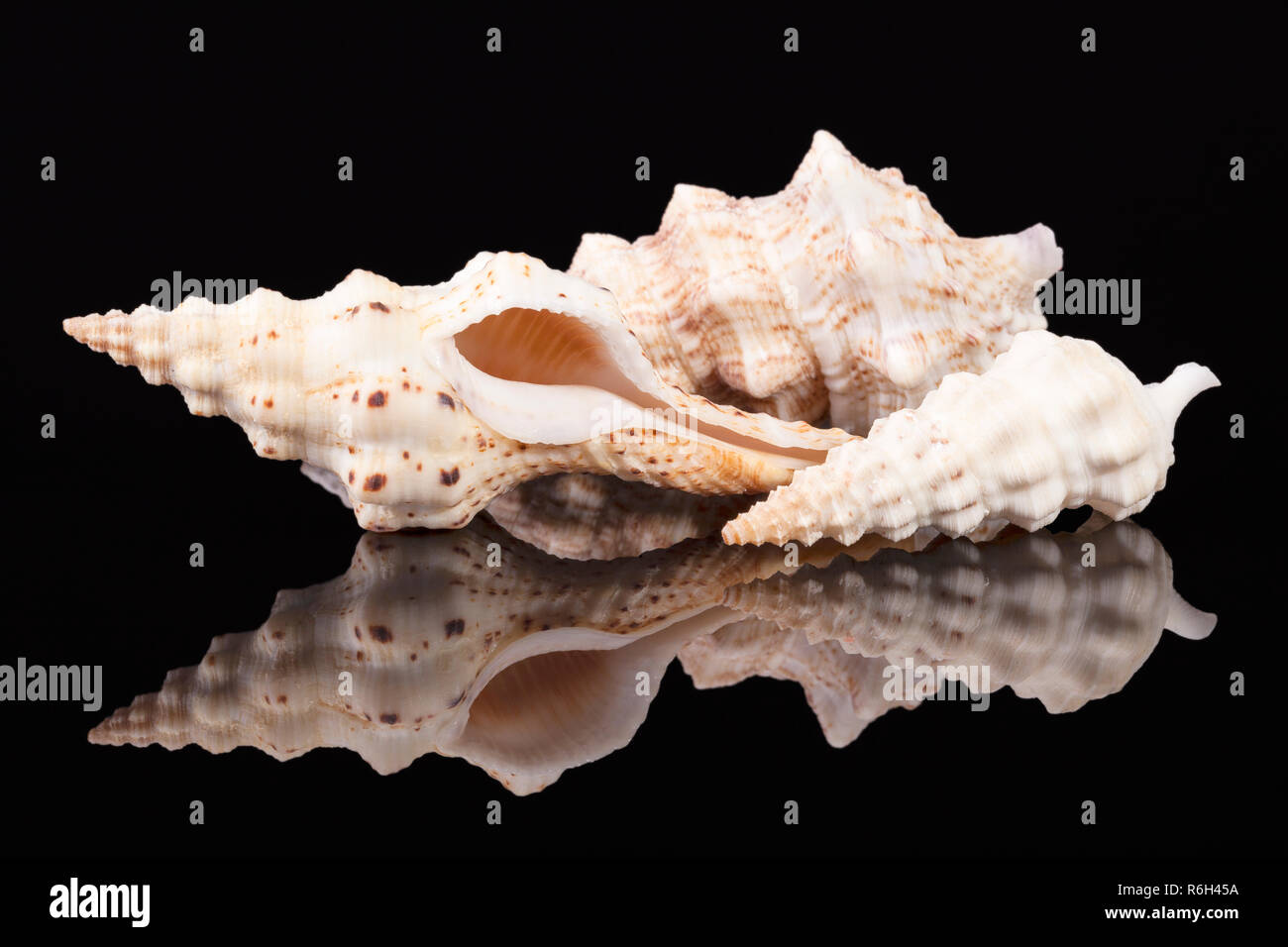 15 TURRID 'Java' Sea Shells 3-6cm Spiral 45g Coastal Craft Auger conch Turricula 