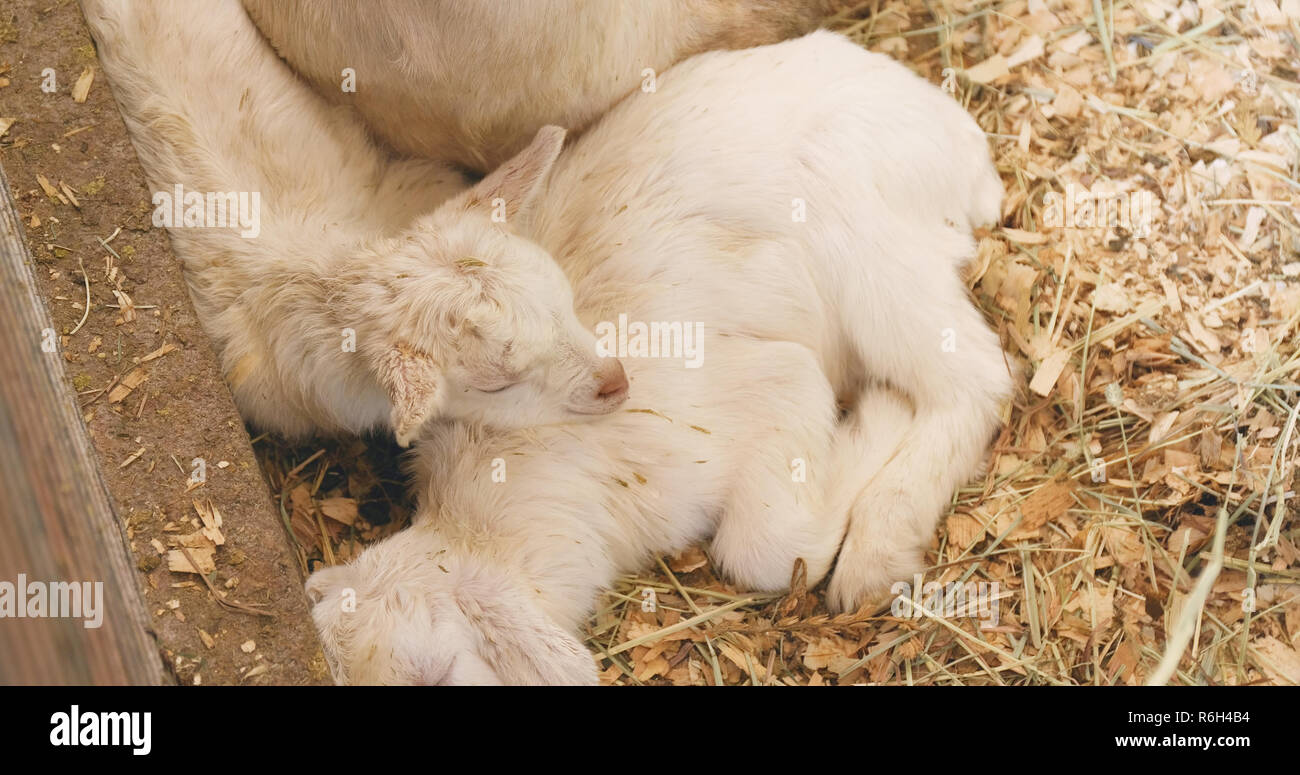 Little baby goat in the farm sleeping on straw Stock Photo Alamy