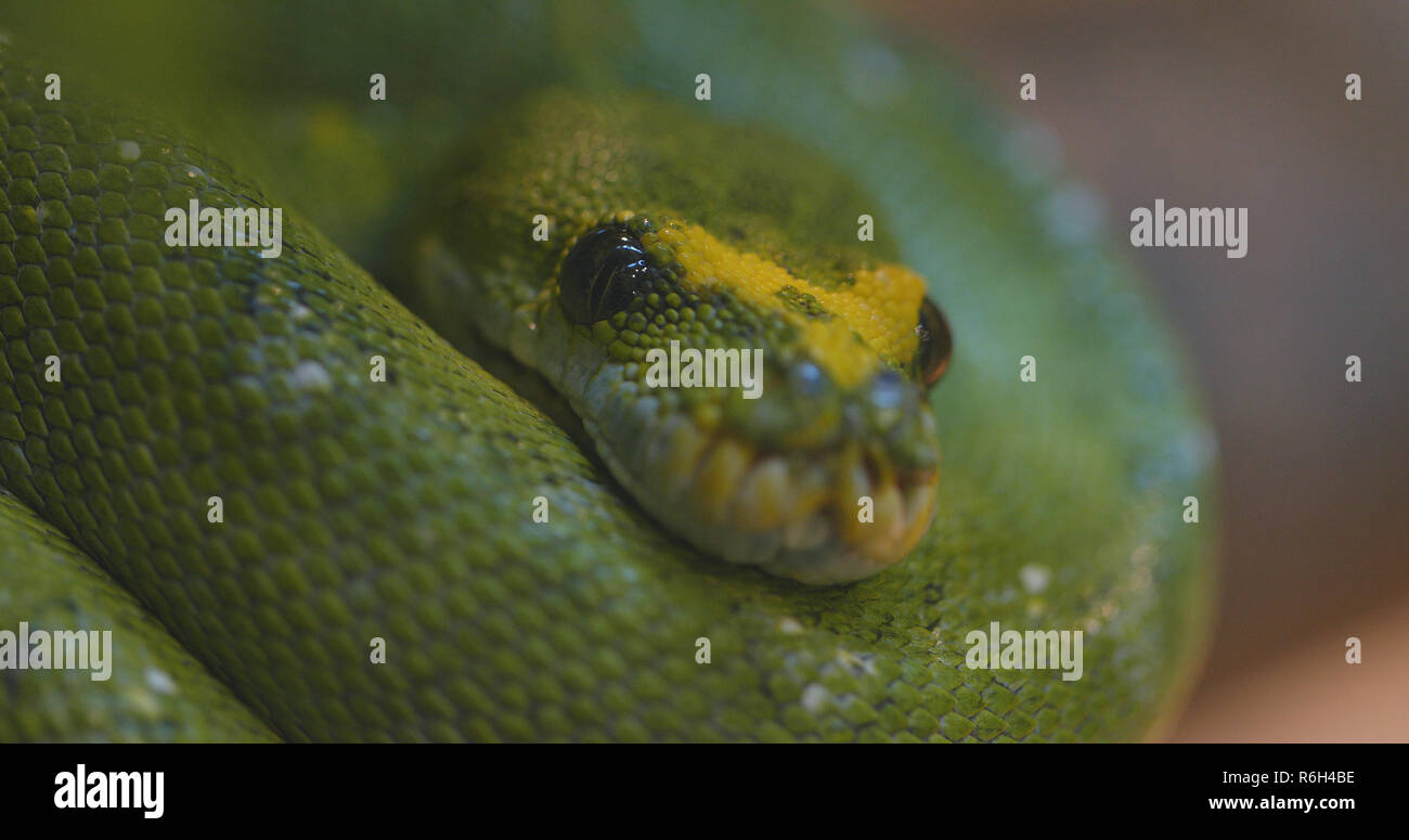 Green tree python Stock Photo - Alamy