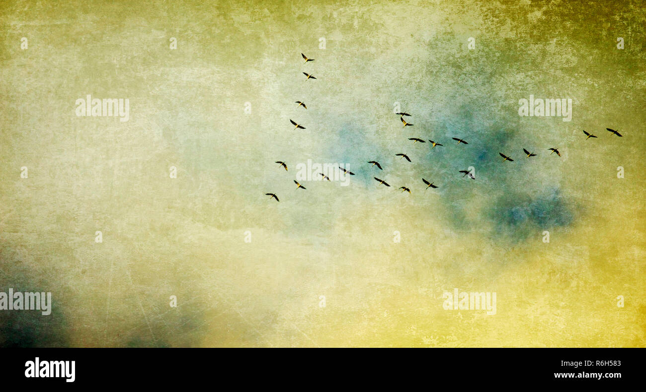 pulling birds texture concept Stock Photo Alamy