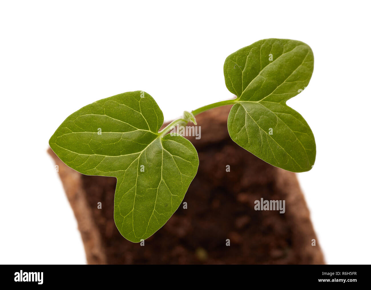 Young flower seedling Stock Photo - Alamy