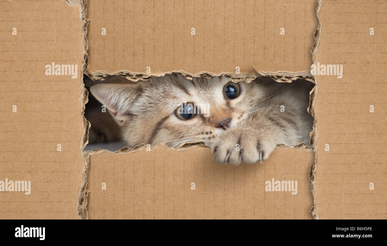 Little cat looking through cardboard hole Stock Photo