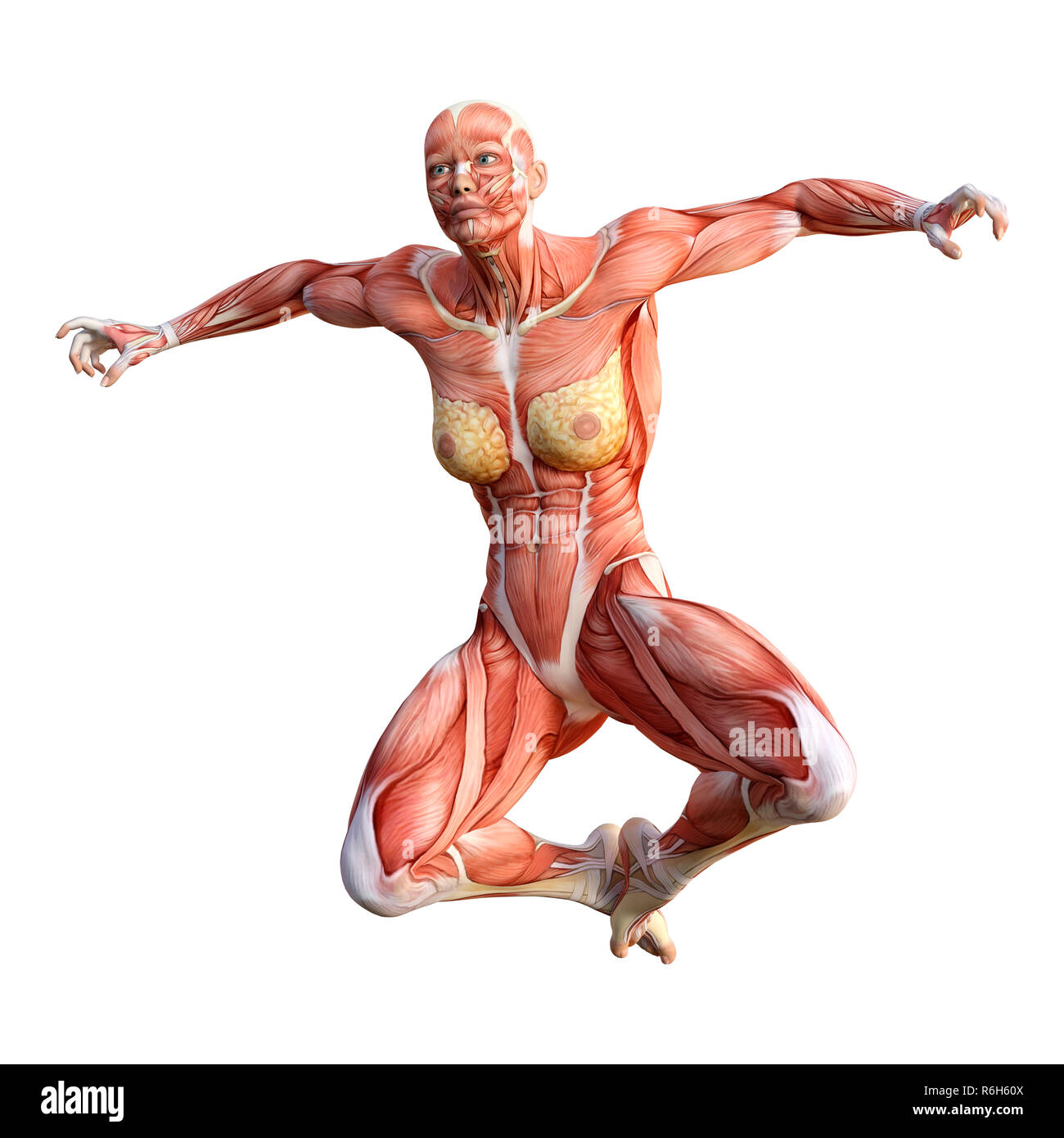 Female muscle anatomy hi-res stock photography and images - Alamy
