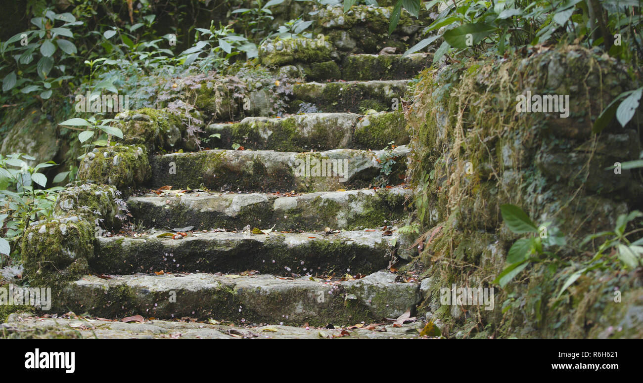 Tropical green forest Stock Photo - Alamy