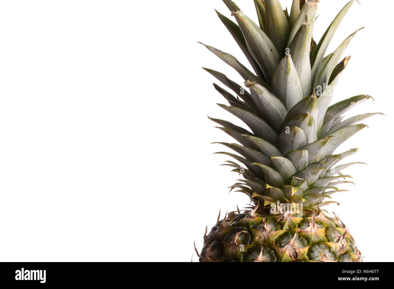the pineapple is a tropical fruit plant of the bromeliads family Stock