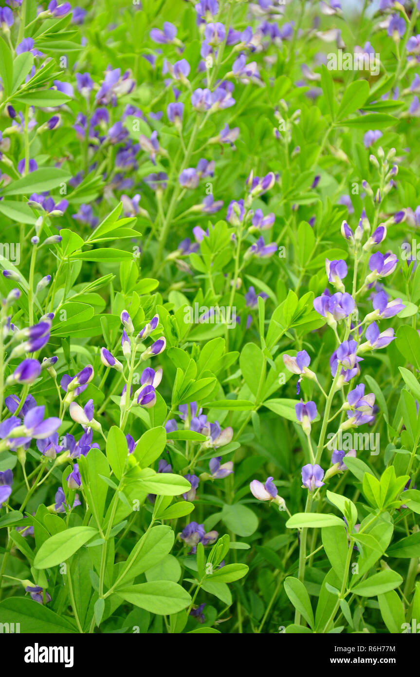 Indigolupine High Resolution Stock Photography and Images - Alamy