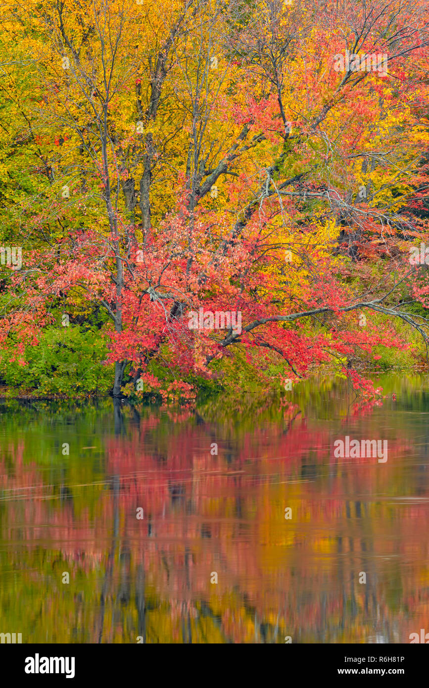 Autumn reflections in the Moon River, Gibson Indian Reserve/Wahta ...