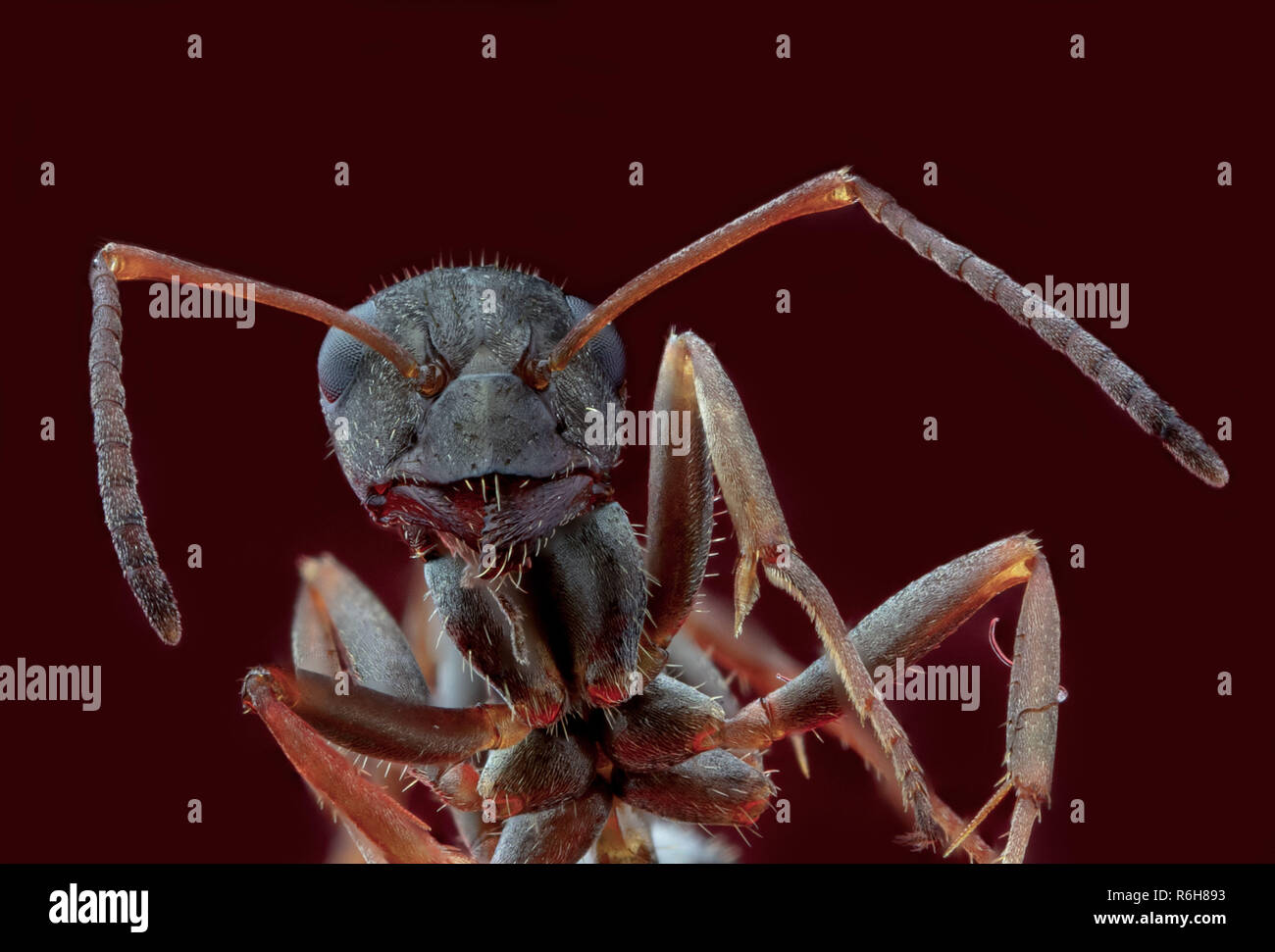 Focus Stacking Wood ant, Ant, Ants Portrait Stock Photo Alamy