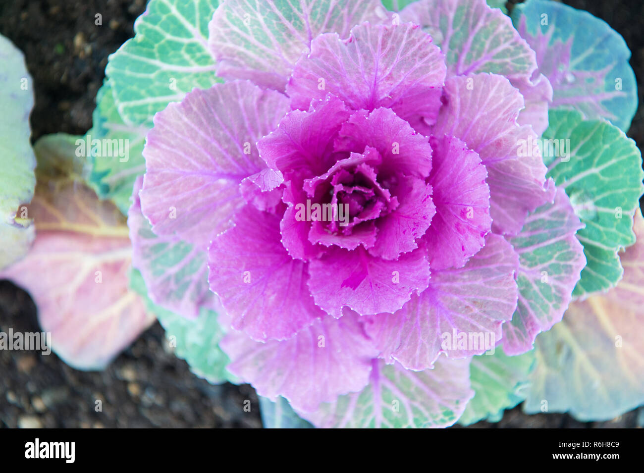 Decorative cabbage with violet leaves top view. Kale plant flowering