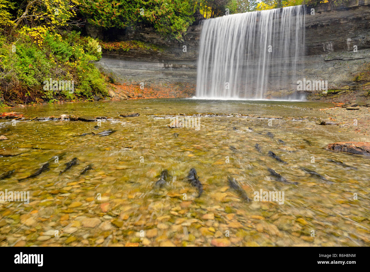 Spawning rainbow trout at Bridal Veil Falls in autumn, Kagawong, Manitoulin Island, Ontario, Canada Stock Photo