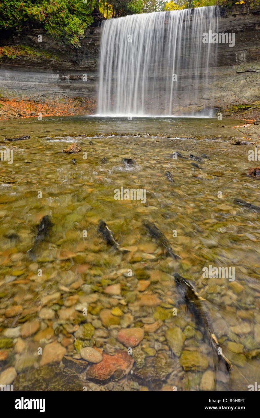 Spawning rainbow trout at Bridal Veil Falls in autumn, Kagawong