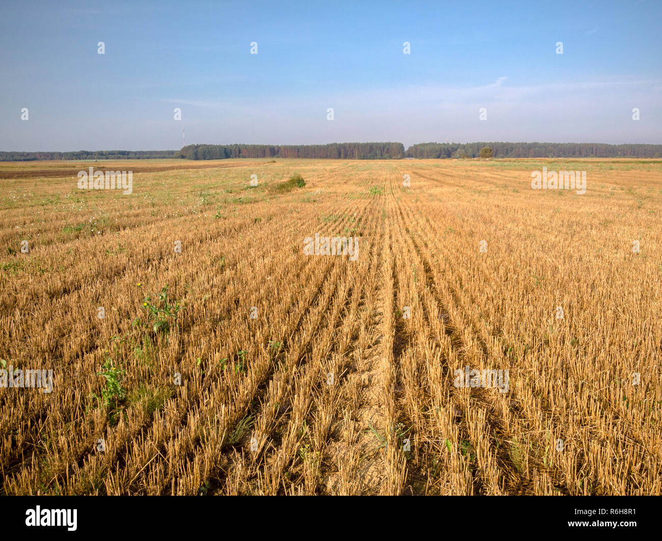 Agriculture field drone photography of cut crops during summer sunny ...