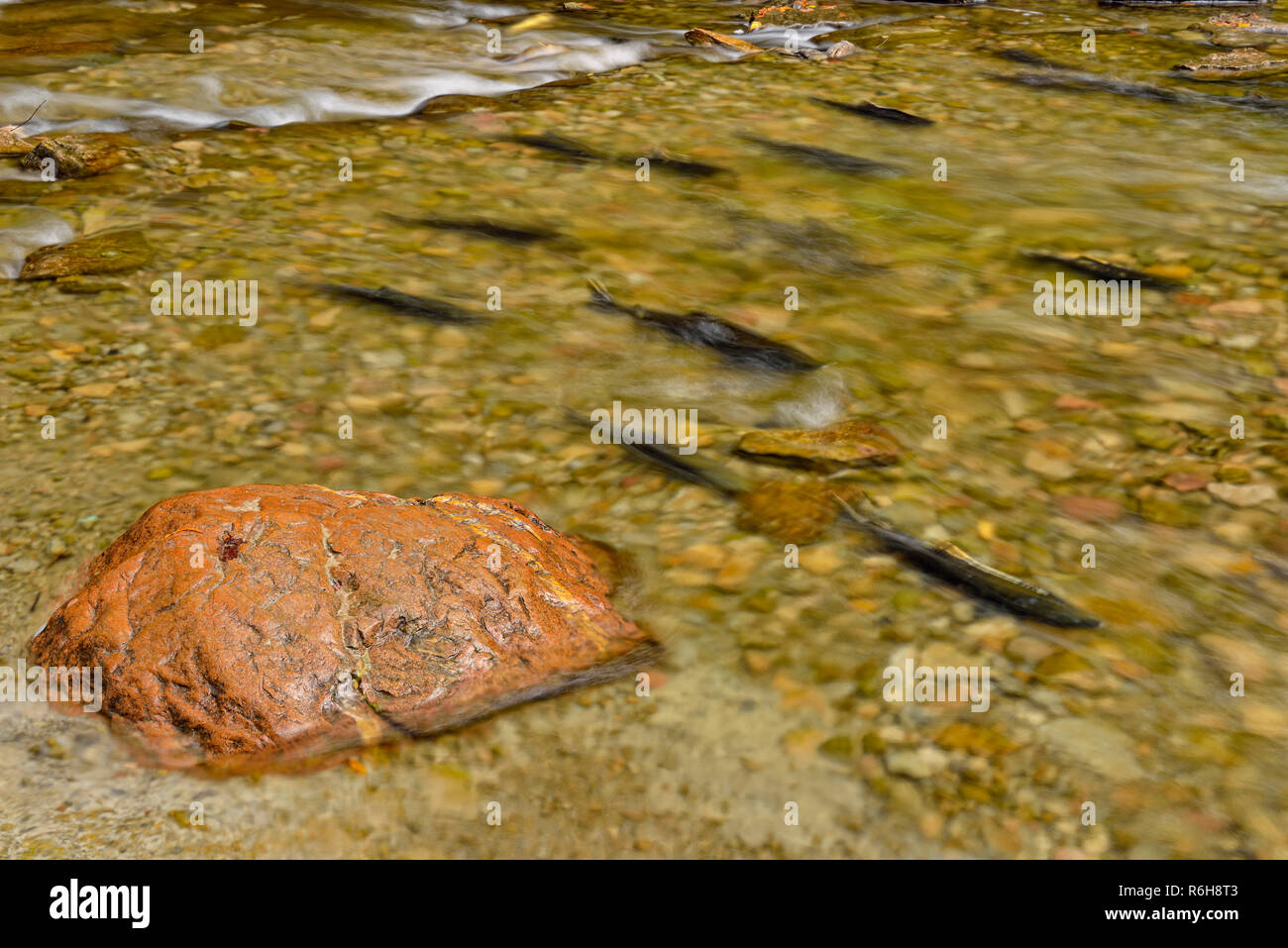 Spawning rainbow trout in the Kagawong River in autumn, Kagawong, Manitoulin Island, Ontario, Canada Stock Photo