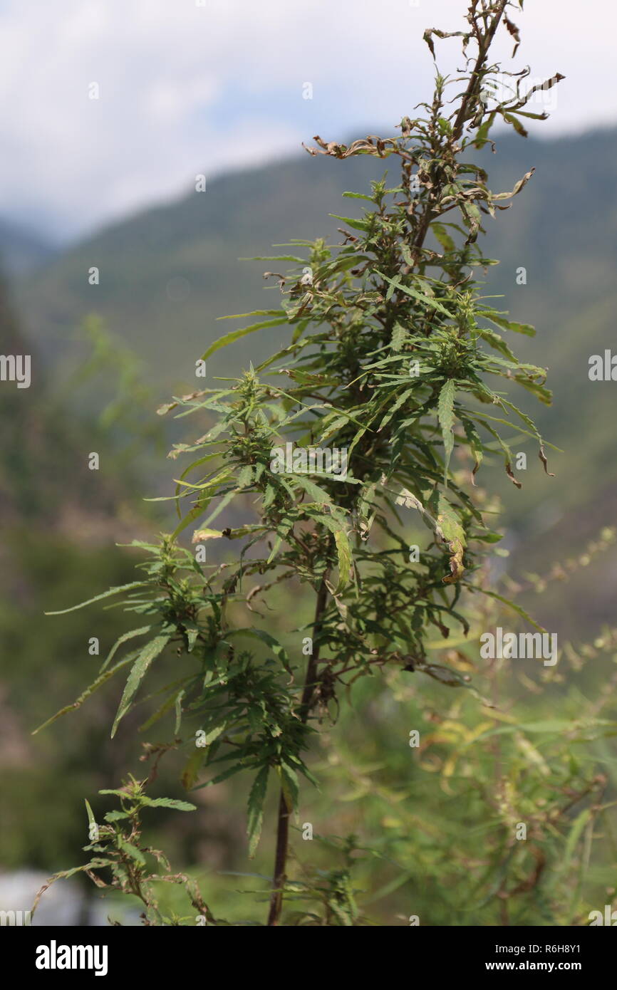 Cannabis grows wild in many parts of Himachal Pradesh, India Stock Photo