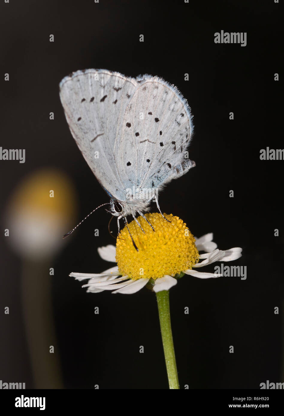 Butterfly (Polyommatus semiargus) on a chamomile flower Stock Photo