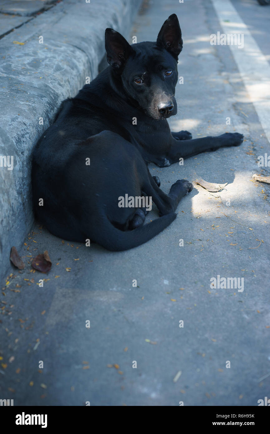 black dog lying on the street Stock Photo - Alamy