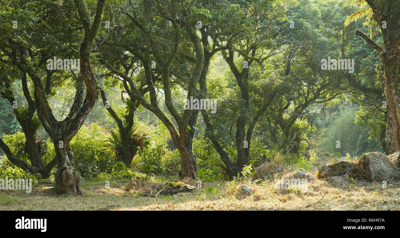 Tropical green forest Stock Photo - Alamy
