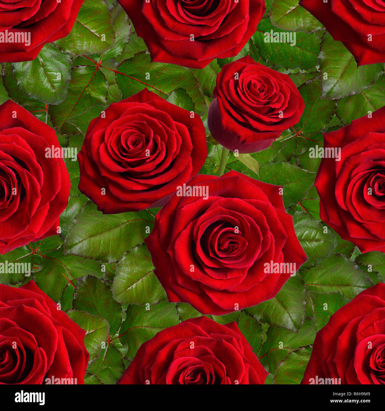 Seamless background with red roses Stock Photo - Alamy