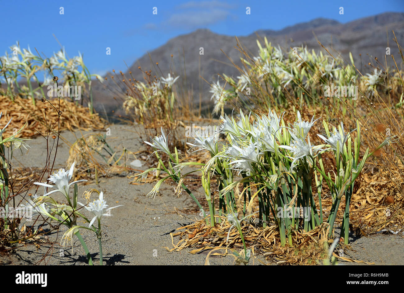 Dune funnel daffodil hires stock photography and images Alamy