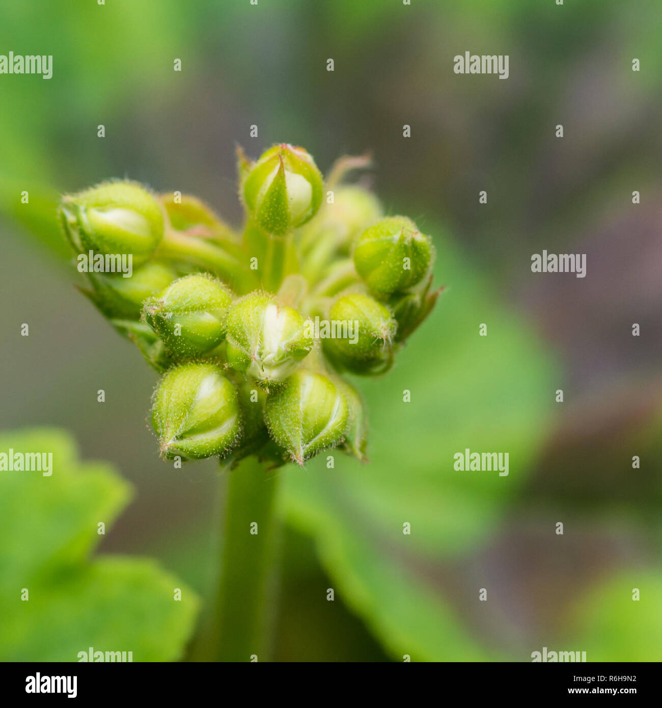 Appleblossom High Resolution Stock Photography And Images Alamy