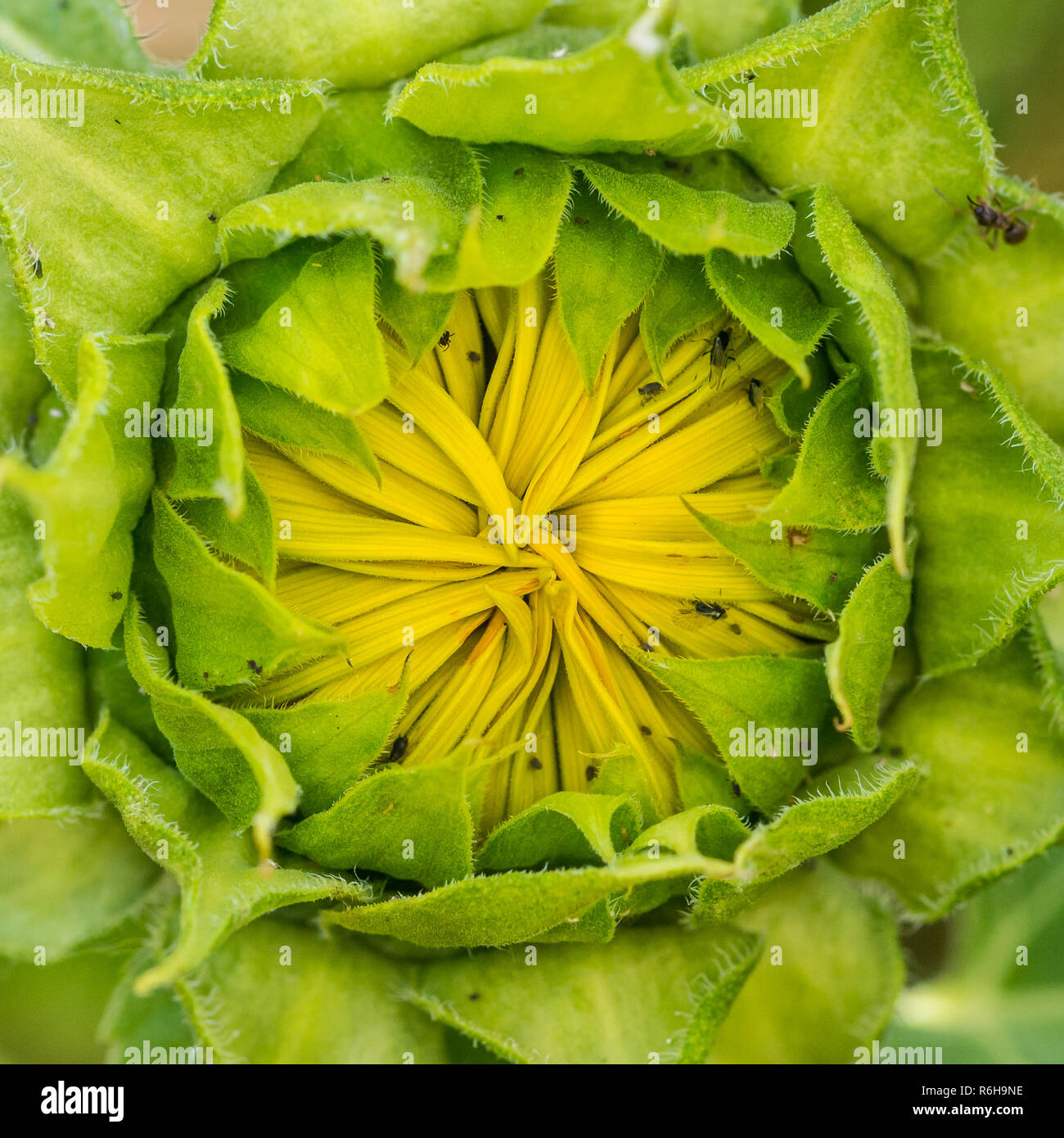 Dwarf yellow spray hires stock photography and images Alamy