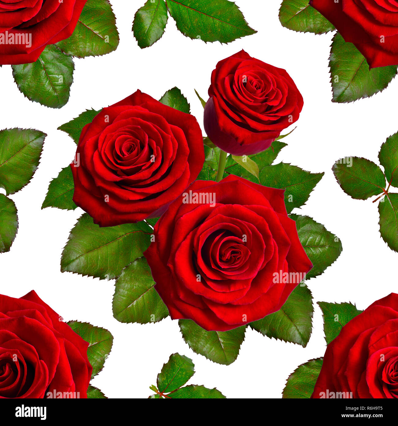 Seamless background with red roses. Isolated on white background Stock