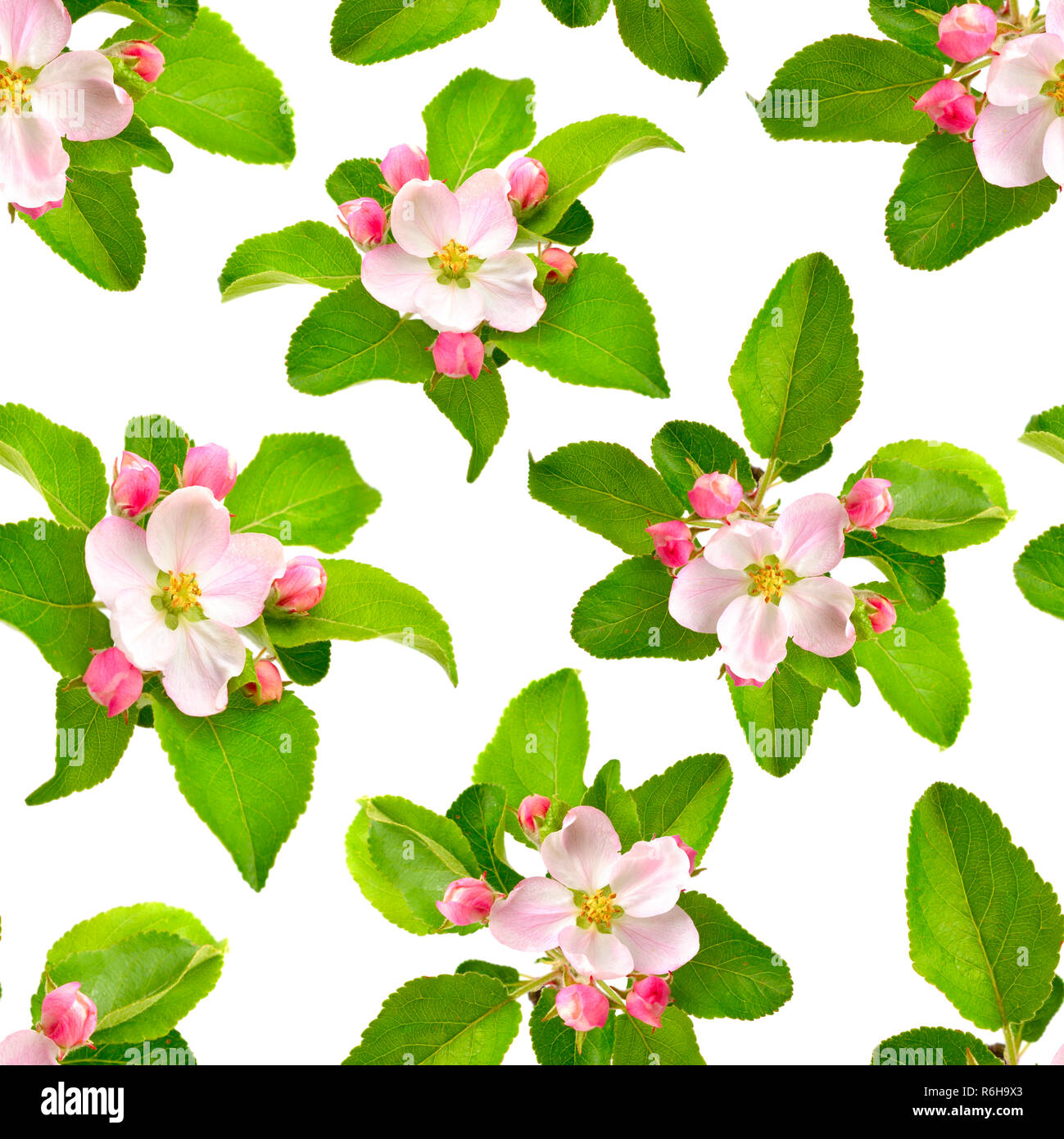 Seamless background with Apple flowers isolated on white Stock Photo ...
