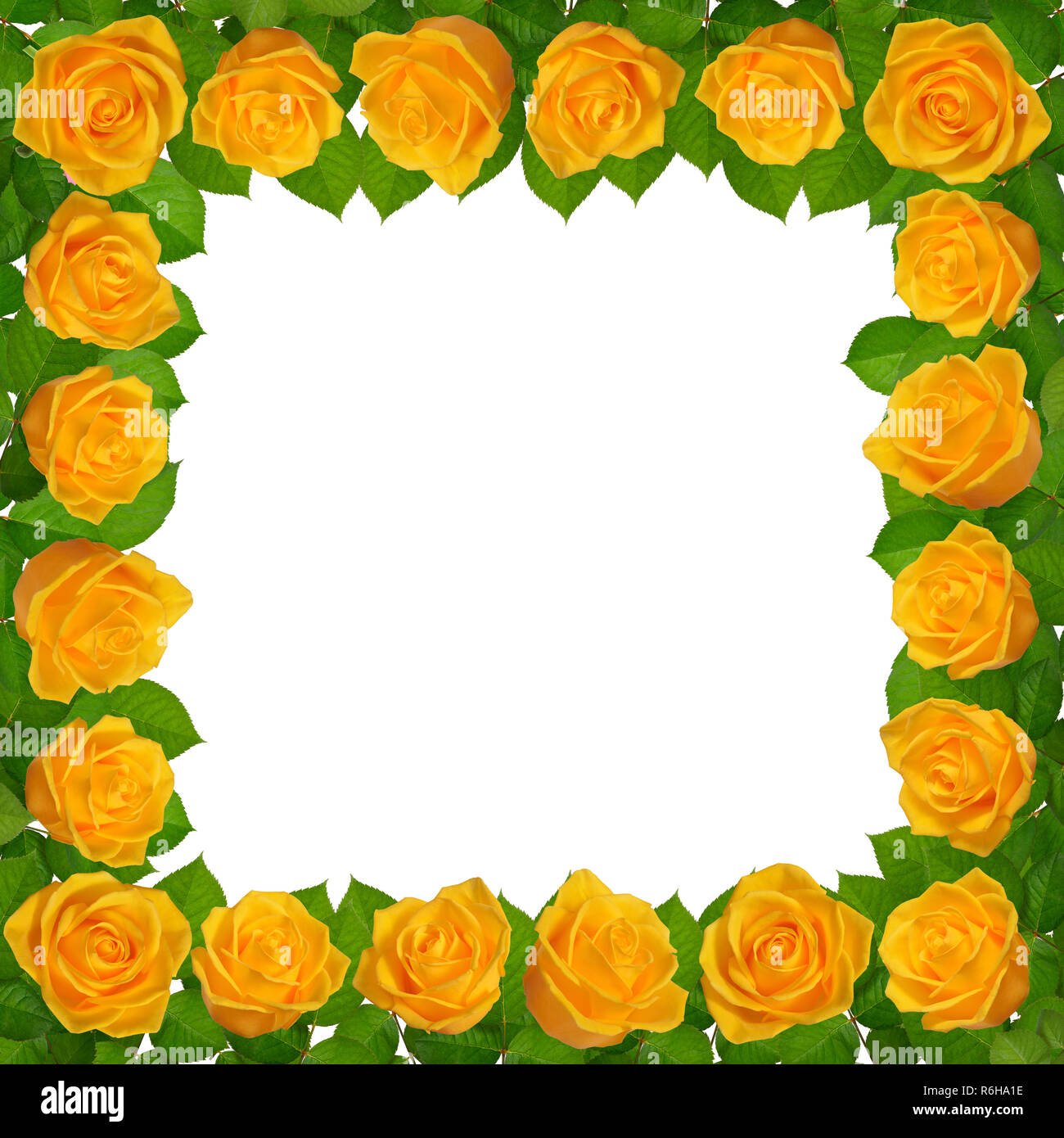 Frame with yellow roses. Isolated on white background Stock Photo - Alamy