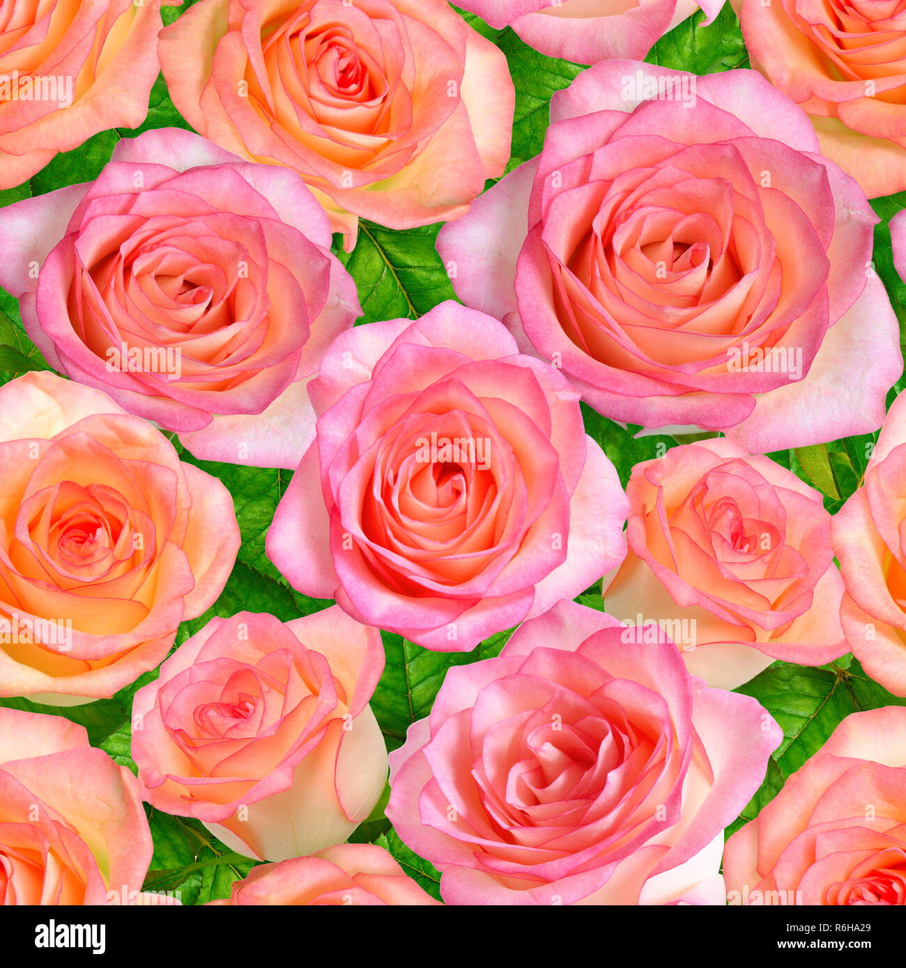 Pink Roses Seamless Seamless background with Pink roses Stock Photo - Alamy