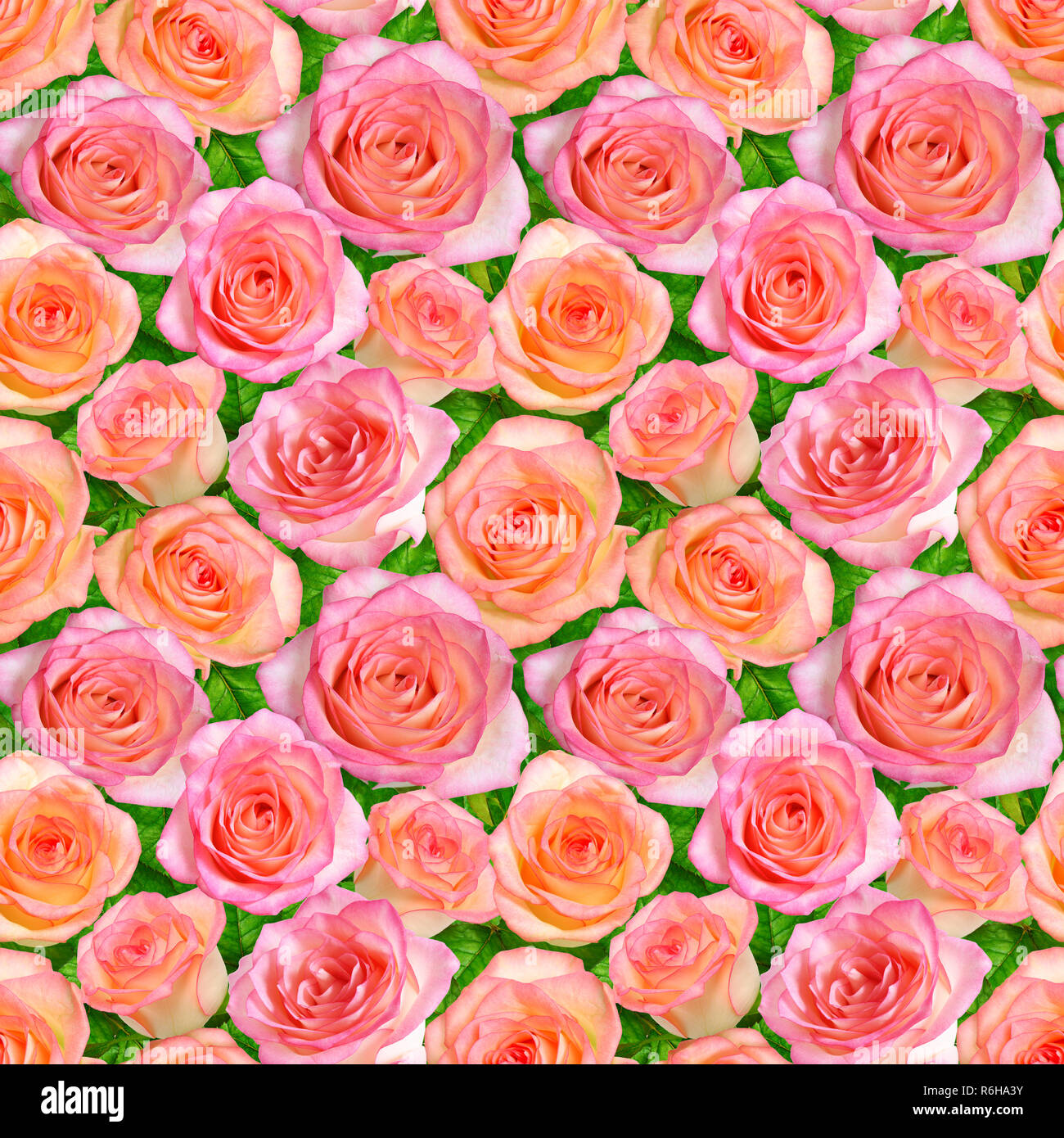 Pink Roses Seamless Seamless background with Pink roses Stock Photo - Alamy