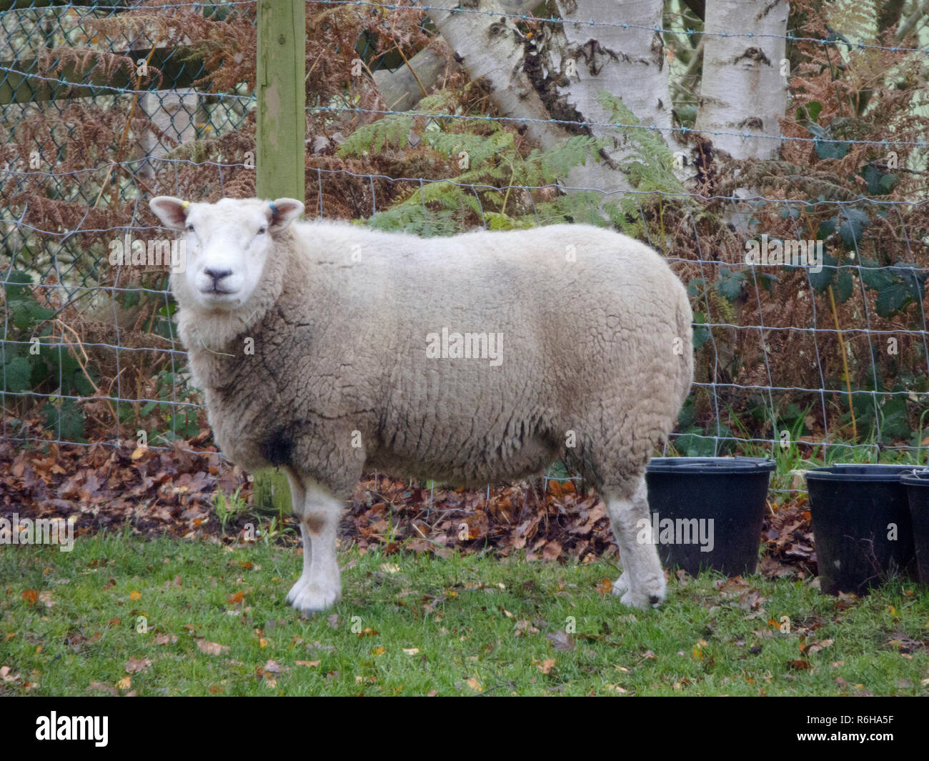 British Milk Sheep Breed In a Field in Winter, UK Stock Photo