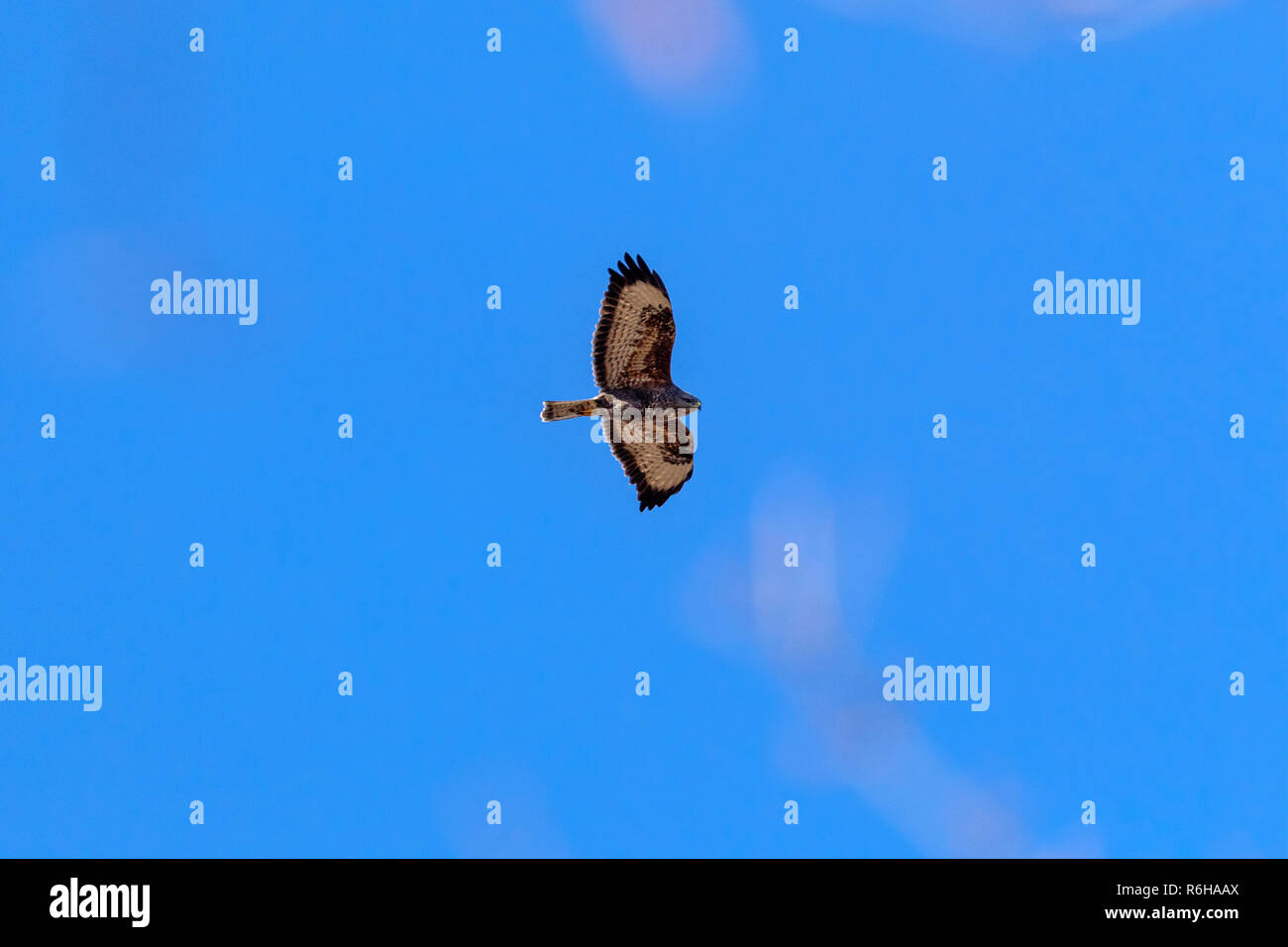 Eagle Buzzard in flight Stock Photo Alamy